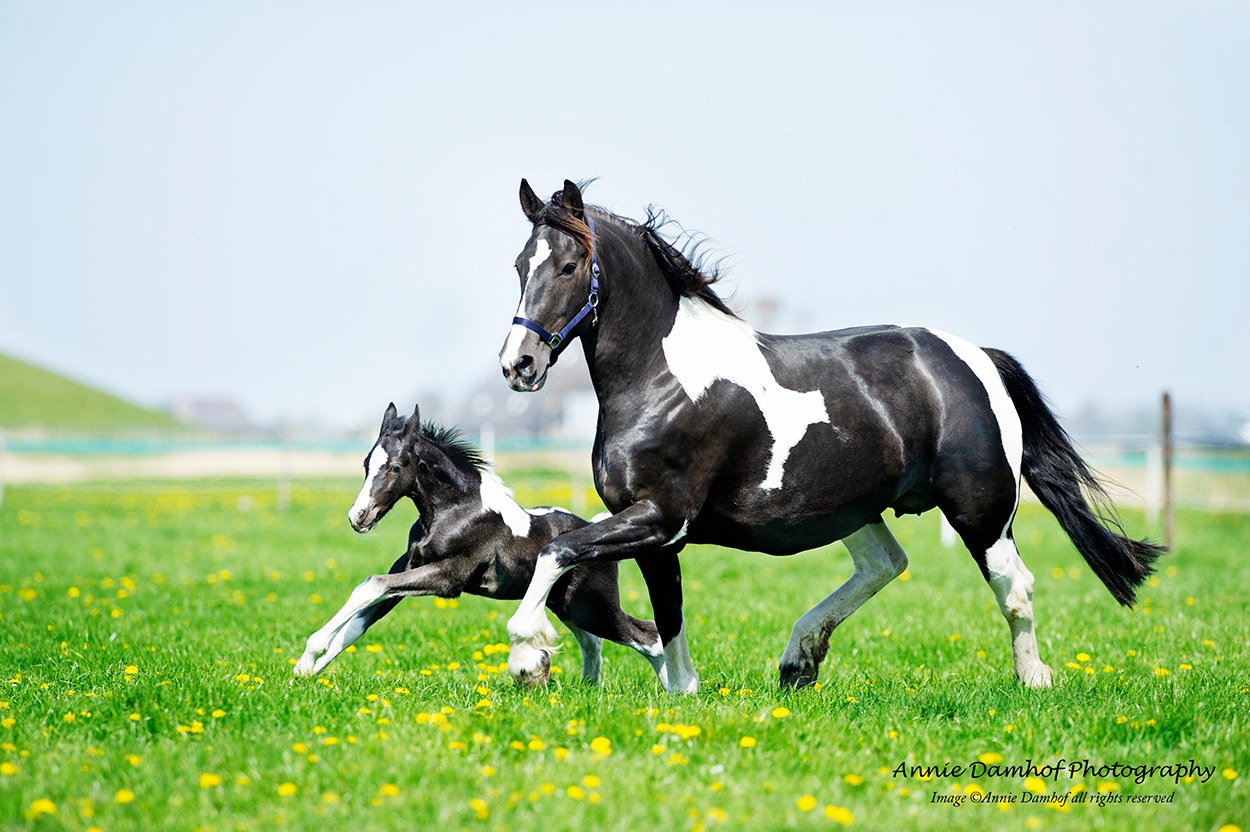 The perfect spring photo, lovely Barock Pinto mare and her foal